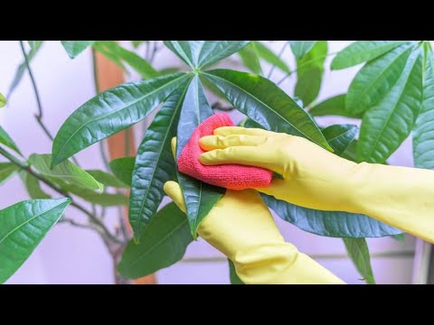 ¿Como limpiar las hojas de una planta?