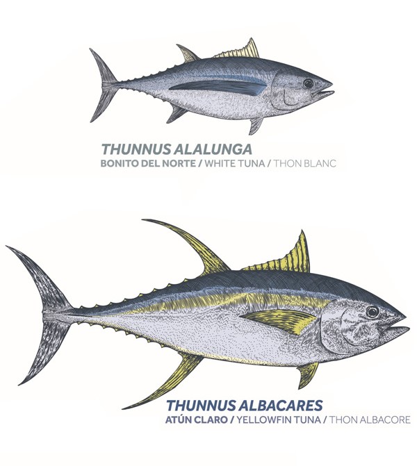 Diferencias entre el atún y el bonito