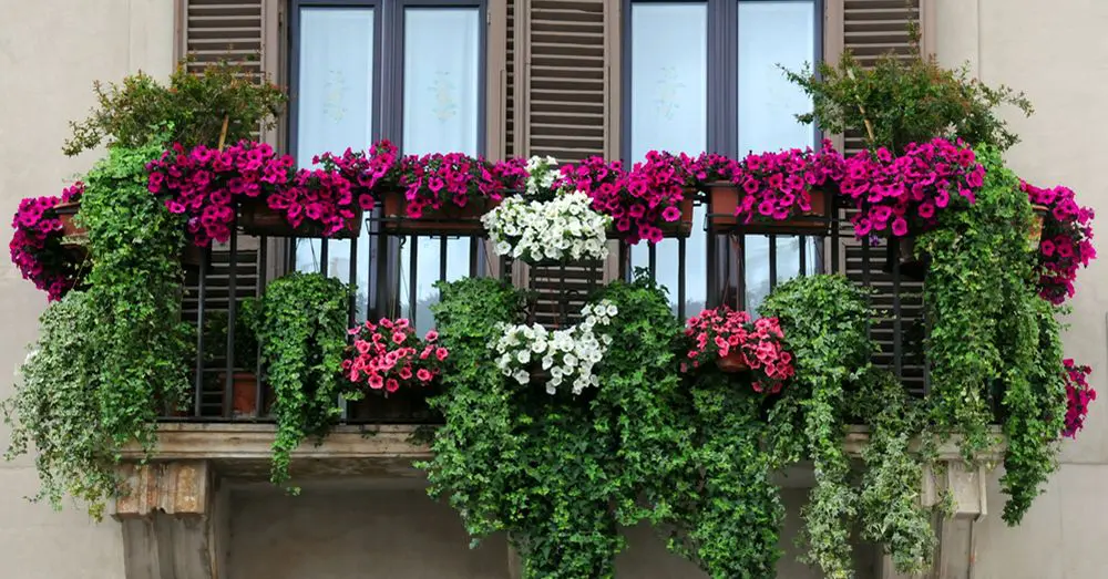 plantas-de-balcon-para-todo-el-ano