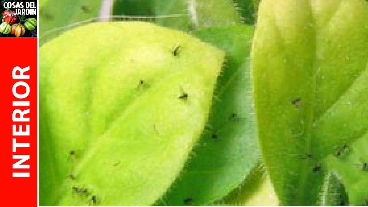 ¿Como acabar con los mosquitos de las plantas?
